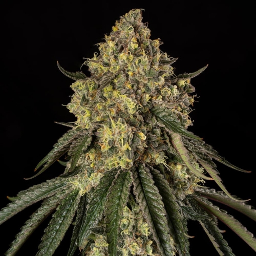 SILENT SEEDS - B-52 EXOTIC FEM - 3 SEEDS