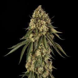 SILENT SEEDS - B-52 EXOTIC FEM - 3 SEEDS