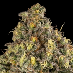 SILENT SEEDS - B-52 EXOTIC FEM - 3 SEEDS