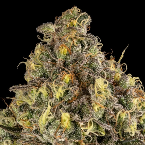 SILENT SEEDS - B-52 EXOTIC FEM - 3 SEEDS