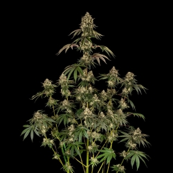 SILENT SEEDS - B-52 EXOTIC FEM - 3 SEEDS
