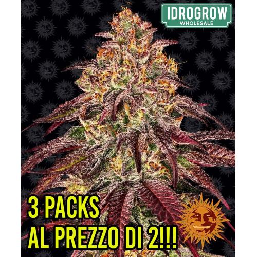 BARNEY'S FARM -  MIMOSA X ORANGE PUNCH AUTO - 10 SEEDS - 2 PACKE + 1 FREE