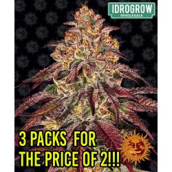 BARNEY'S FARM -  MIMOSA X ORANGE PUNCH AUTO - 10 SEEDS - 2 PACKE + 1 FREE
