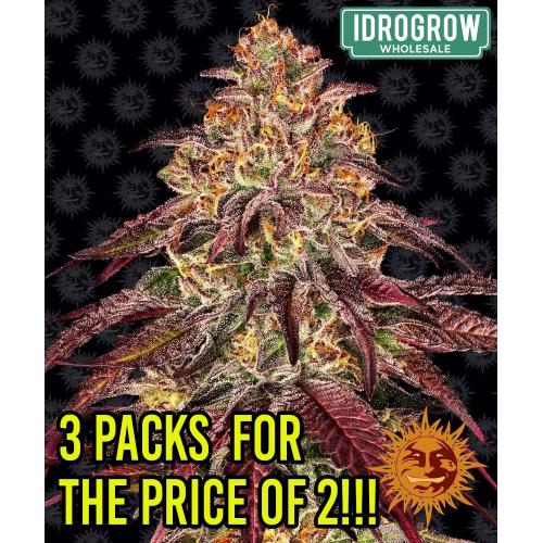 BARNEY'S FARM -  MIMOSA X ORANGE PUNCH AUTO - 10 SEEDS - 2 PACKE + 1 FREE