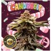 TH SEEDS - CANDY BELT FEM - 6+1 SEEDS
