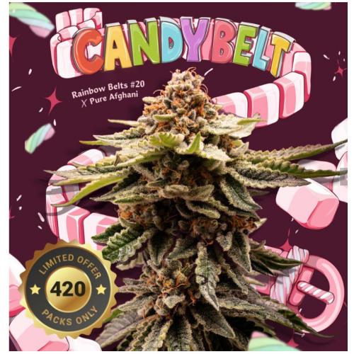 TH SEEDS - CANDY BELT FEM - 6+1 SEMI