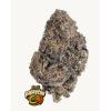 FAST BUDS - PAPAYTON  FEM - 5 SEEDS
