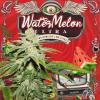 TH SEEDS - WATERMELON ULTRA FEM - 6+1 SEEDS 
