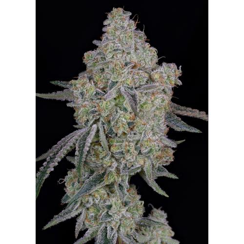 GREEN HOUSE - HONEY DIPPER  FEM - 5 SEMI