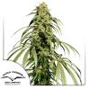 DUTCH PASSION - ICE CREAM HAZE FEMINIZED - 10 SEEDS