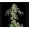 SILENT SEEDS - JAMAICAN MOUNTAIN FEM BY JULIAN MARLEY - 3 SEEDS