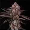 SILENT SEEDS - JAMAICAN SUNSET FEM BY JULIAN MARLEY - 3 SEEDS
