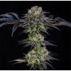 SILENT SEEDS - JULIAN MARLEY SPECIAL FEM BY JULIAN MAREY - 3 SEEDS