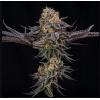 SILENT SEEDS - KING OF KINGS FEM BY JULIAN MARLEY - 3 SEEDS
