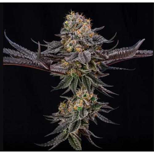SILENT SEEDS - KING OF KINGS FEM BY JULIAN MARLEY - 3 SEEDS