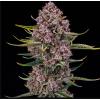 SILENT SEEDS - PURPLENADE XXL AUTO - 3 SEEDS