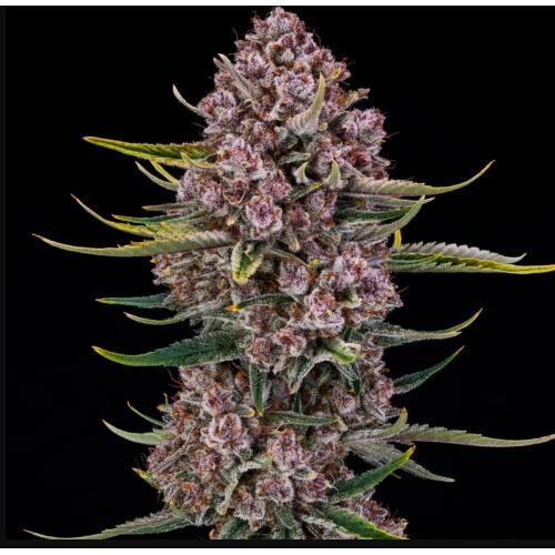 SILENT SEEDS - PURPLENADE XXL AUTO - 3 SEEDS