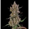 SILENT SEEDS - RAINBOW BREATH AUTO - 3 SEEDS