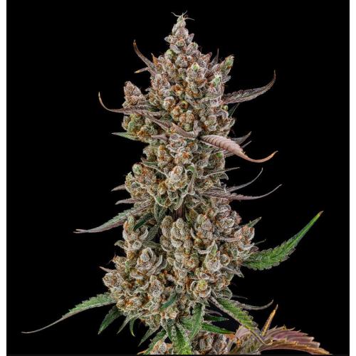 SILENT SEEDS - RAINBOW BREATH AUTO - 3 SEEDS