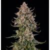 SILENT SEEDS - TRIANGLE KUSH AUTO - 3 SEEDS