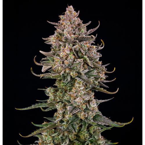SILENT SEEDS - TRIANGLE KUSH AUTO - 3 SEEDS