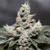 VISION SEEDS - ZKITTLEZ AUTO - 3 SEMI