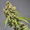 VISION SEEDS - STRAWBERRY HAZE  AUTO - 3 SEMI