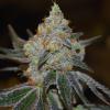 VISION SEEDS - MIMOSA AUTO - 3 SEMI