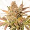 VISION SEEDS - ORANGE SHERBERT AUTO - 3 SEMI