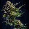 VISION SEEDS - LOG CABIN - 3 SEEDS