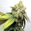 VISION SEEDS - BANANA PUNCH - 3 SEEDS