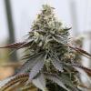 VISION SEEDS - RAINBOW SHERBERT X SPRITZER - 3 SEEDS