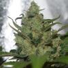 VISION SEEDS - GARLOTTY - 3 SEEDS