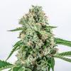 VISION SEEDS -MELON GUM - 3 SEEDS