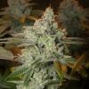 VISION SEEDS - PINE APPLE FRUIT X ALIEN ROCK - 3 SEEDS