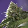 VISION SEEDS - LEMON CHERRY GELATO X ICE CREAM - 3 SEEDS