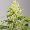 VISION SEEDS - WHITE RUNTZ- 3 SEEDS