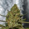 VISION SEEDS - FORBIDDEN FRUIT X SPRITZER - 3 SEEDS 