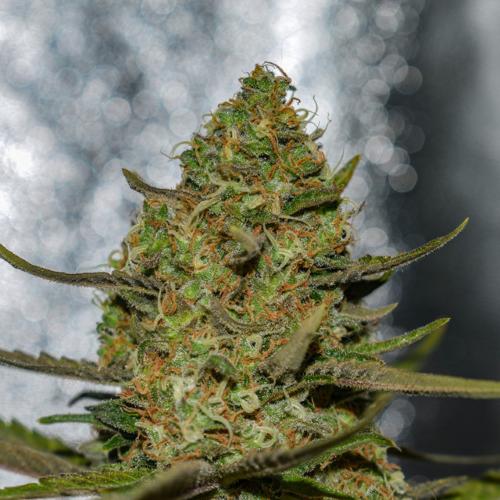 VISION SEEDS - FORBIDDEN FRUIT X SPRITZER - 3 SEEDS 