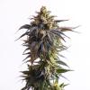 VISION SEEDS - BISCOTTI AUTO - 3 SEMI