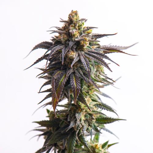 VISION SEEDS - VISION BISCOTTI AUTO - 3 SEEDS