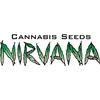 NIRVANA - BUBBLELICIOUS - FEMM 5 SEEDS