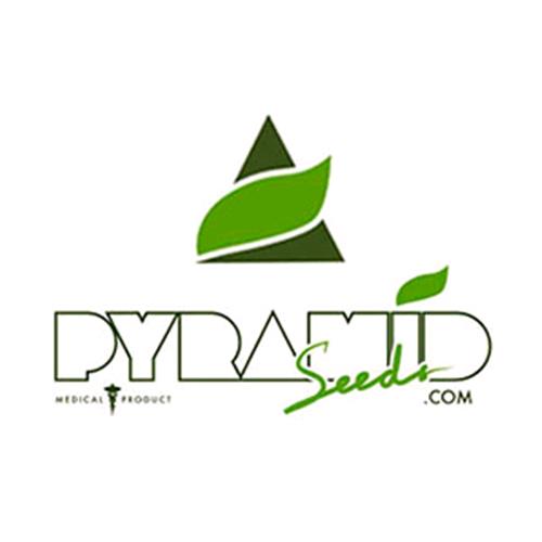 PYRAMID SEEDS -  DOUBLE OG HAZE - 5+2 FREE