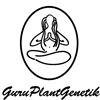 GURU PLANT - BEATNIKUSH - 6 SEEDS