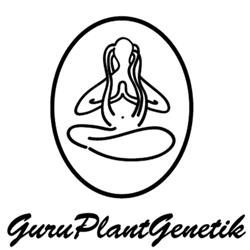 GURU PLANT - BEATNIKUSH FEM - 6 SEEDS