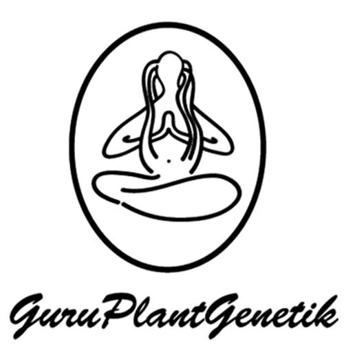 GURU PLANT - BANANA X GORILLA FEM - LIMITED EDITION - 10 SEEDS