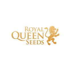 ROYAL QUEEN SEEDS - BLUE CHEESE FEM - 3 SEMI 