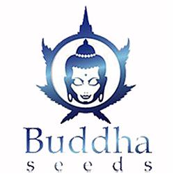 BUDDHA SEEDS - MEDIKIT FEMINIZED - 3 SEEDS