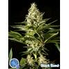 PHILOSOPHER SEEDS - BLACK BOMB - 1 SEME