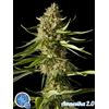 PHILOSOPHER SEEDS - AMNESIKA 2.0 - 1 SEME
